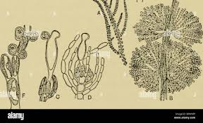 Attēlu rezultāti vaicājumam “Batrachospermum moniliforme”