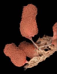 Attēlu rezultāti vaicājumam “Physarum leucophaeum macro”