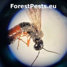 Attēlu rezultāti vaicājumam “Plagionotus detritus imago”