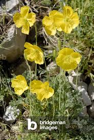 Image result for Alpenmohn