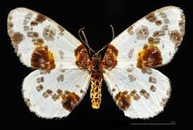 Attēlu rezultāti vaicājumam “Abraxas sylvata larva”