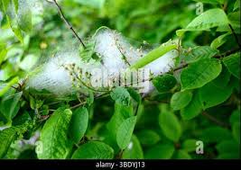 Attēlu rezultāti vaicājumam “Yponomeuta evonymella larva”