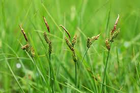 Attēlu rezultāti vaicājumam “Carex acuta leaf”
