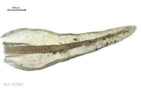 Attēlu rezultāti vaicājumam “Didymodon tophaceus”