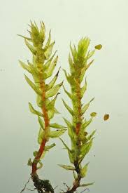 Attēlu rezultāti vaicājumam “Pohlia bulbifera”