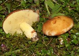 Attēlu rezultāti vaicājumam “Suillus granulatus”