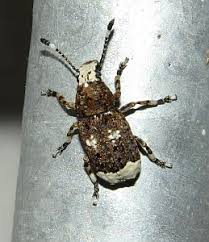 Attēlu rezultāti vaicājumam “Phalonidea permixtana”