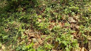 Attēlu rezultāti vaicājumam “Pyrola minor fruit”