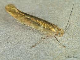 Attēlu rezultāti vaicājumam “Argyresthia goedartella”