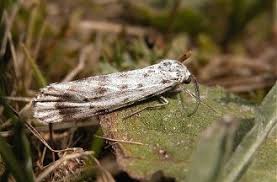 Attēlu rezultāti vaicājumam “Coscinia cribraria”