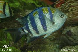 Image result for Chelon richardsonii