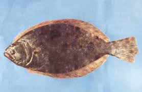 Image result for Paralichthys lethostigma