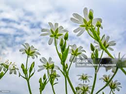 Attēlu rezultāti vaicājumam “Stellaria holostea”