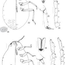 Attēlu rezultāti vaicājumam “Prociphilus xylostei”