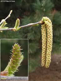 Attēlu rezultāti vaicājumam “Betula nana male flower”