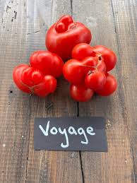 Afbeeldingsresultaat voor voyage tomato