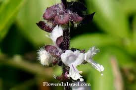 Attēlu rezultāti vaicājumam “Ocimum basilicum flower”