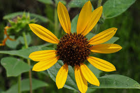 Attēlu rezultāti vaicājumam “Helianthus annuus flower”