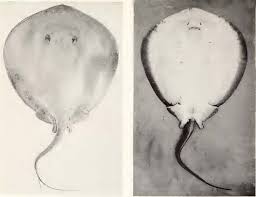 Image result for Styracura pacifica