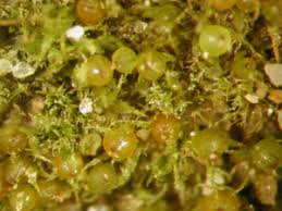 Attēlu rezultāti vaicājumam “Ephemerum serratum”