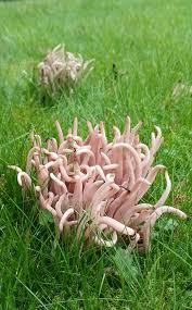 Attēlu rezultāti vaicājumam “Clavaria fumosa”