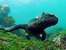 Image result for Belper Sub Aqua