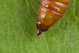 Attēlu rezultāti vaicājumam “Venusia blomeri”