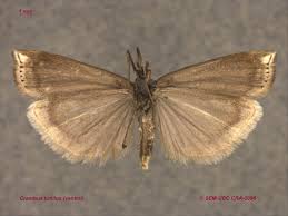 Attēlu rezultāti vaicājumam “Crambus hamella”