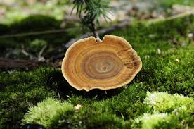 Attēlu rezultāti vaicājumam “Coltricia perennis”