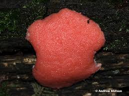 Attēlu rezultāti vaicājumam “Tubifera ferruginosa (subsp. ferruginosa) macro”