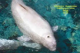 Image result for Delphinapterus leucas