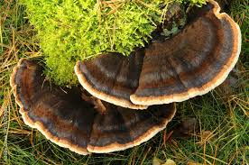 Attēlu rezultāti vaicājumam “Ischnoderma benzoinum”