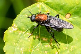 Attēlu rezultāti vaicājumam “Clitellaria ephippium”