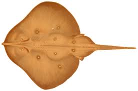 Image result for Leucoraja