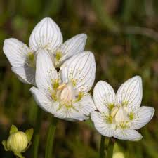Attēlu rezultāti vaicājumam “Parnassia palustris flower”