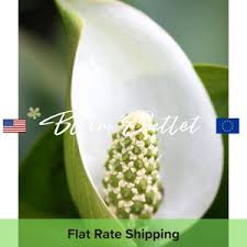 Attēlu rezultāti vaicājumam “Calla palustris leaf”