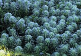 Attēlu rezultāti vaicājumam “Myriophyllum spicatum”