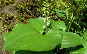 Attēlu rezultāti vaicājumam “Maianthemum bifolium fruit”