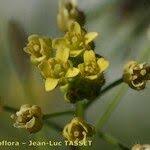 Attēlu rezultāti vaicājumam “Draba nemorosa fruit”