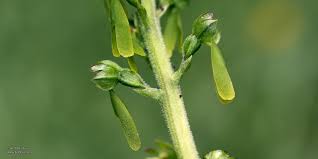 Attēlu rezultāti vaicājumam “Listera ovata bud”