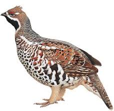 Attēlu rezultāti vaicājumam “Tetrastes bonasia eggs”