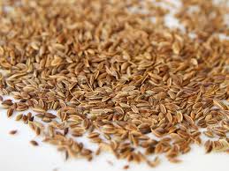 Image result for Dill