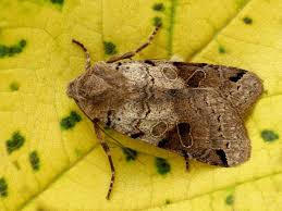 Attēlu rezultāti vaicājumam “Agrochola litura”