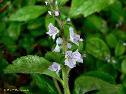 Attēlu rezultāti vaicājumam “Veronica officinalis”
