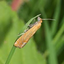 Attēlu rezultāti vaicājumam “Lathronympha strigana”