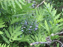 Attēlu rezultāti vaicājumam “Scutellaria galericulata leaf”