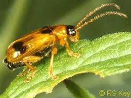 Attēlu rezultāti vaicājumam “Phyllobrotica quadrimaculata”