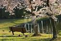 Stock Photo of A SUNNY DAY AT THE PARK - Download Exclusive ...