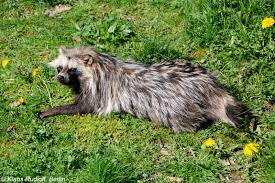 Attēlu rezultāti vaicājumam “Nyctereutes procyonoides”