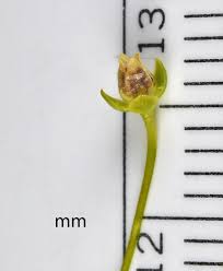Attēlu rezultāti vaicājumam “Sagina procumbens flower”